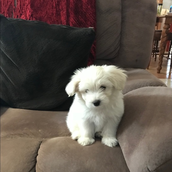 Meet your Posher, Dorene - Picture 1 of 1